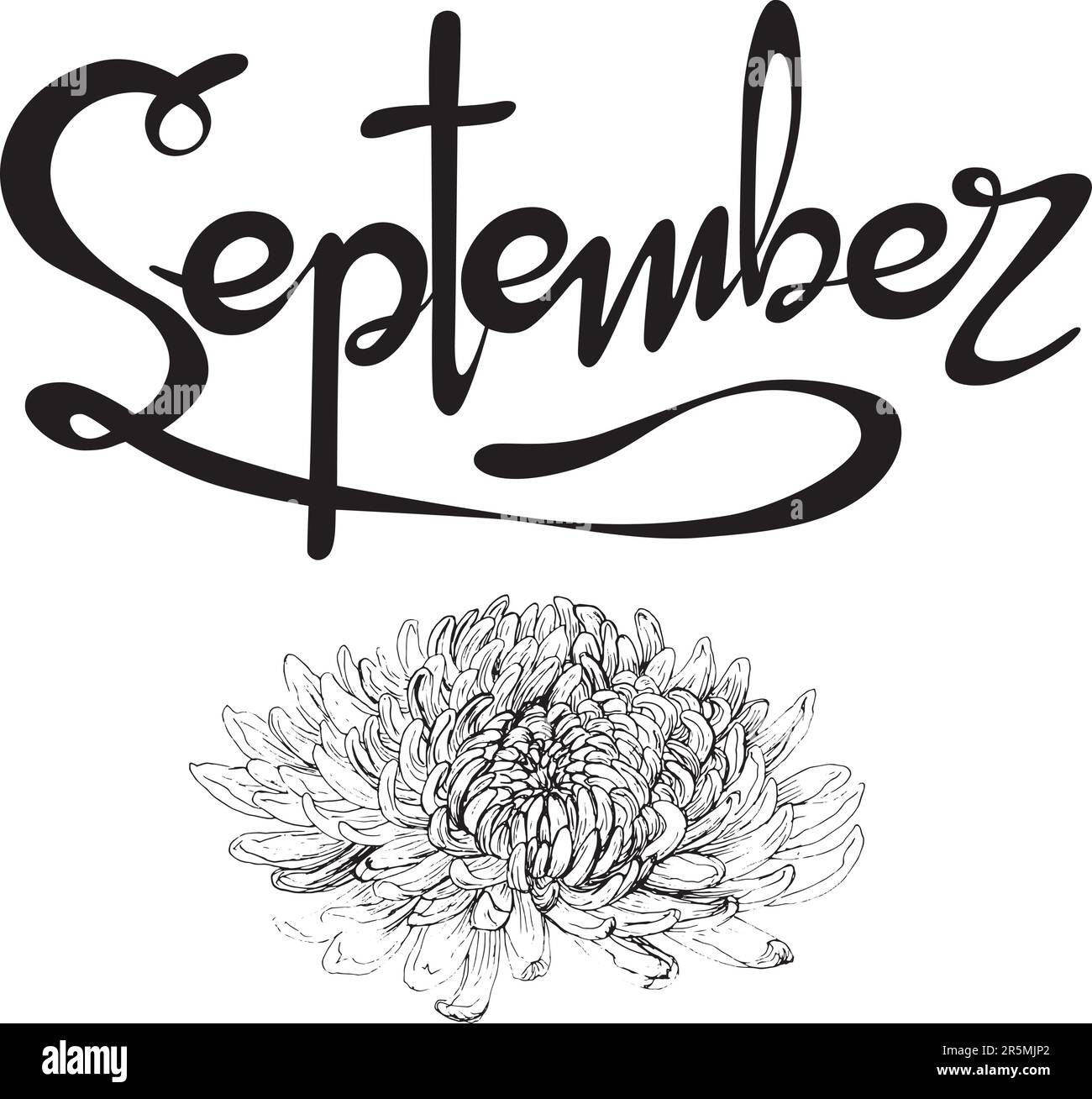 Vektorisiertes handgeschriebenes Schriftzeichen „September“. Grafikressource auf weißem Hintergrund, September Monat des Jahres mit Chrysanthemen Blumen Stock Vektor