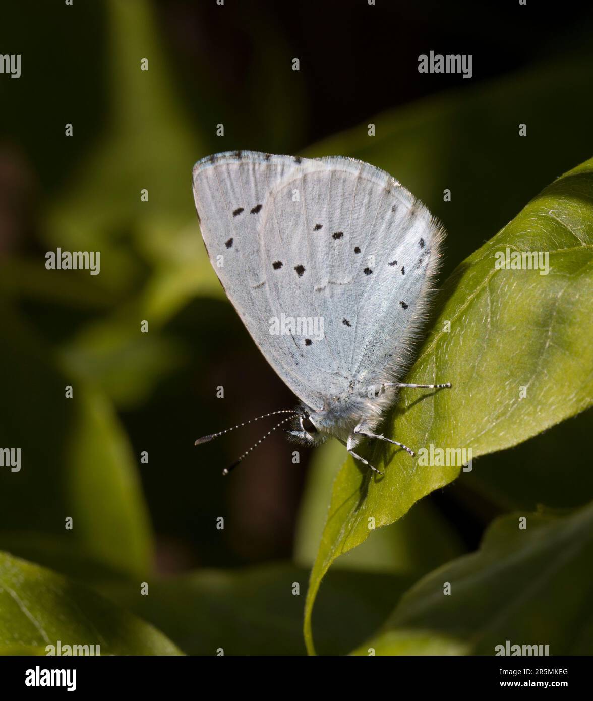 Holly Blue Butterfly Stockfoto