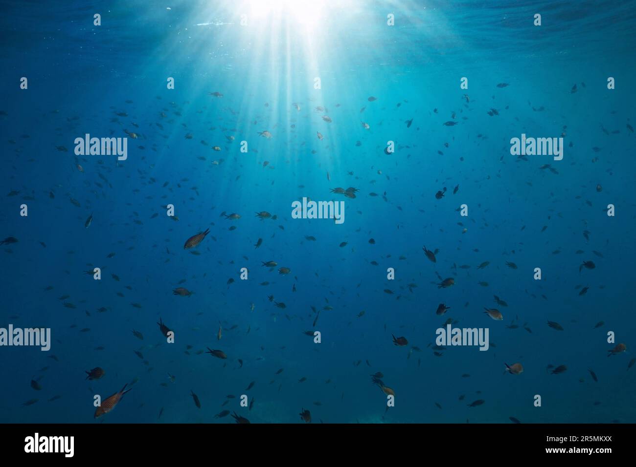 Schwärme von Fischen mit Sonnenlicht unter Wasser im Mittelmeer (Chromis chromis damselfish), Frankreich Stockfoto