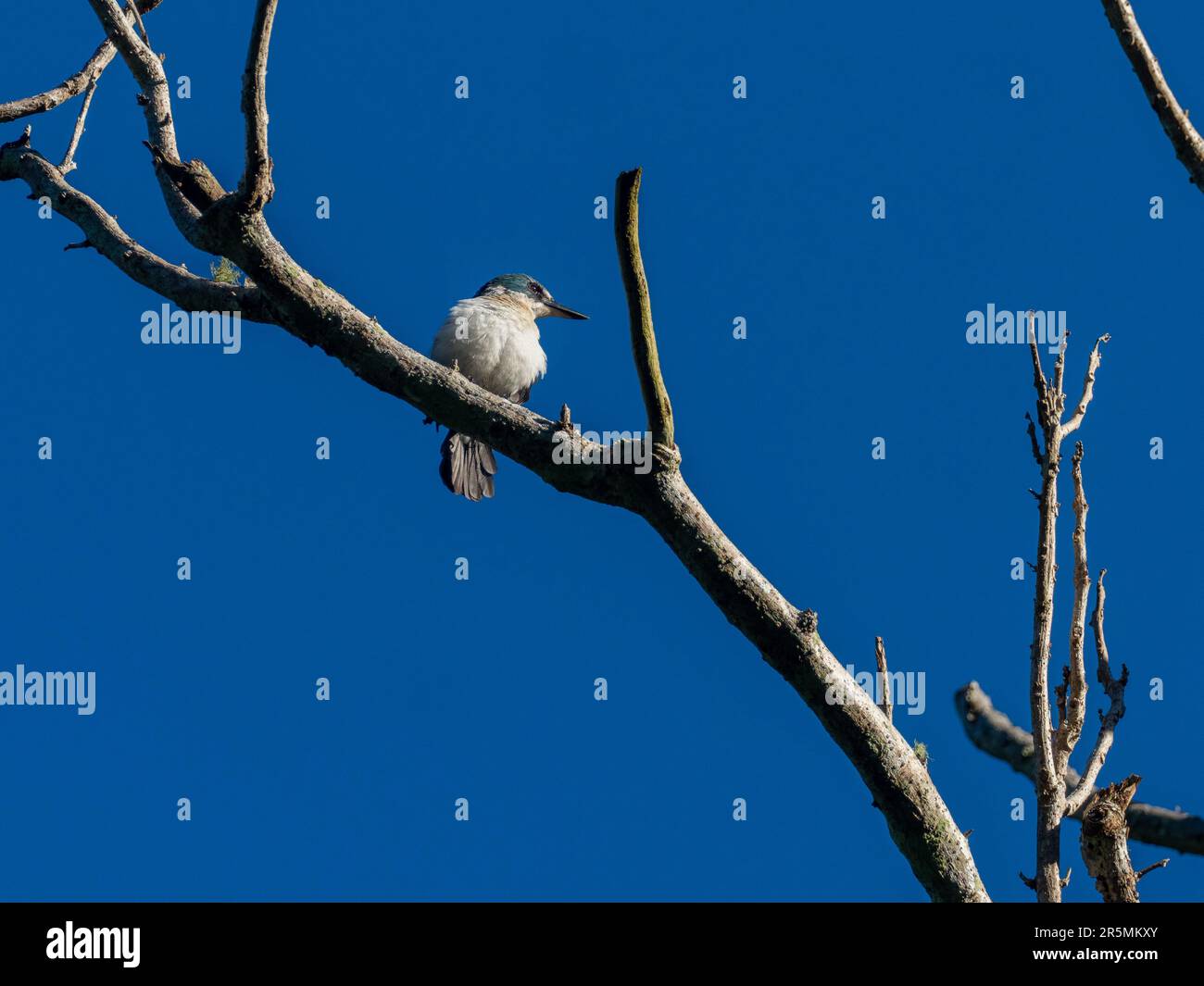 Society Kingfisher, Todiramphus veneratus, ein endemischer Vogel auf den Gesellschaftsinseln Tahiti und Französisch-Polynesien Stockfoto