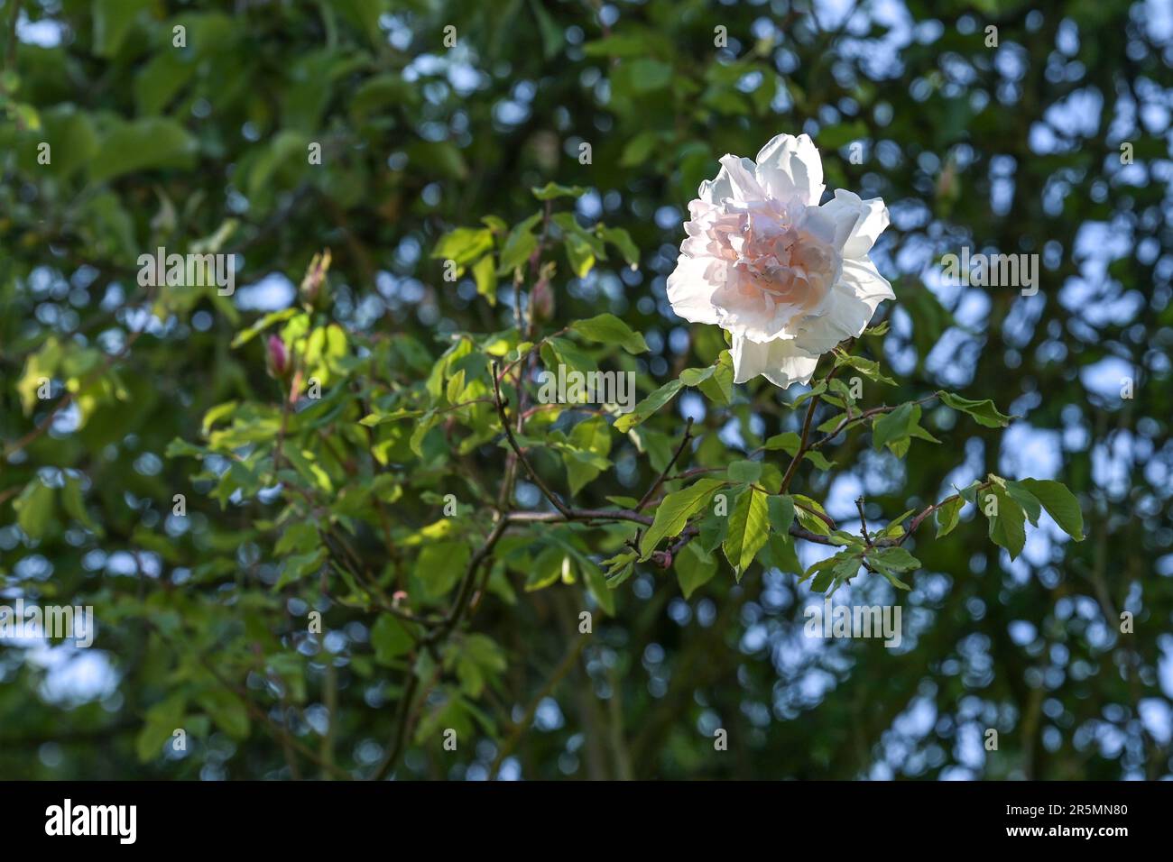 Blühende Blume der wackelnden Rose Madame Alfred Carriere, die hoch oben in einem Baum klettert, alte Noisette Rose, gezüchtet von Schwartz 1875, Kopierraum, auswählen Stockfoto