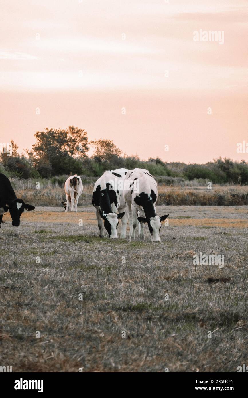 Holstein Friesian Rinder. Milchkühe mit Schwarz-Weiß-Flecken. Nutztiere ...