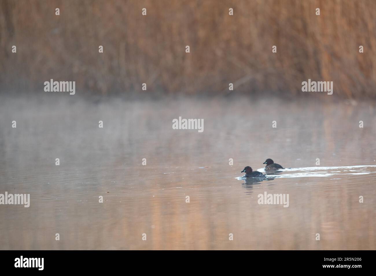 Ein Paar kleine Gräber im frühen Morgennebel, im Ruhrpott, Nordrhein-Westfalen, Deutschland Stockfoto