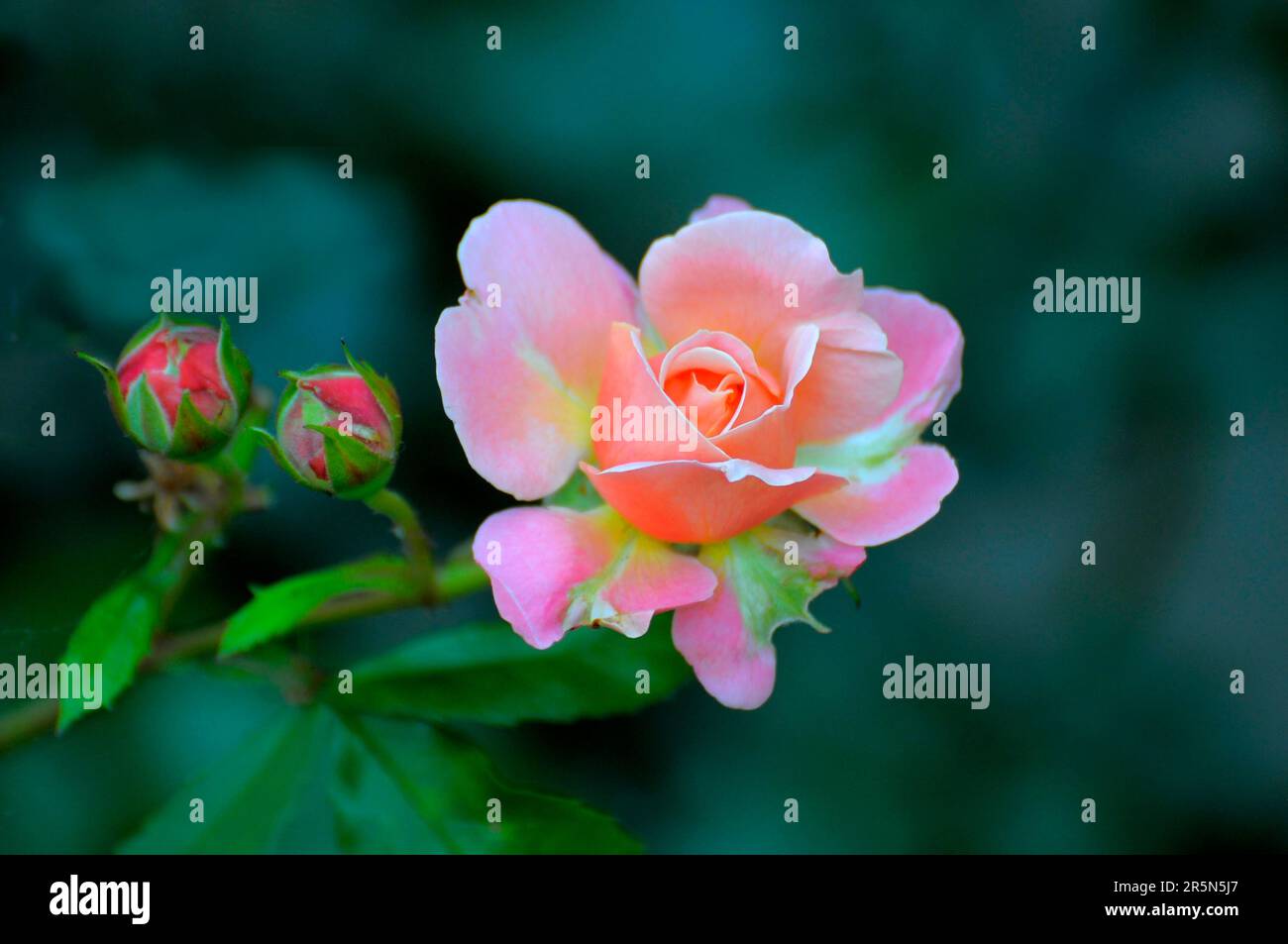 Bodensee Insel Mainau, Bettrosen, Rose mit zwei Knospen Stockfoto