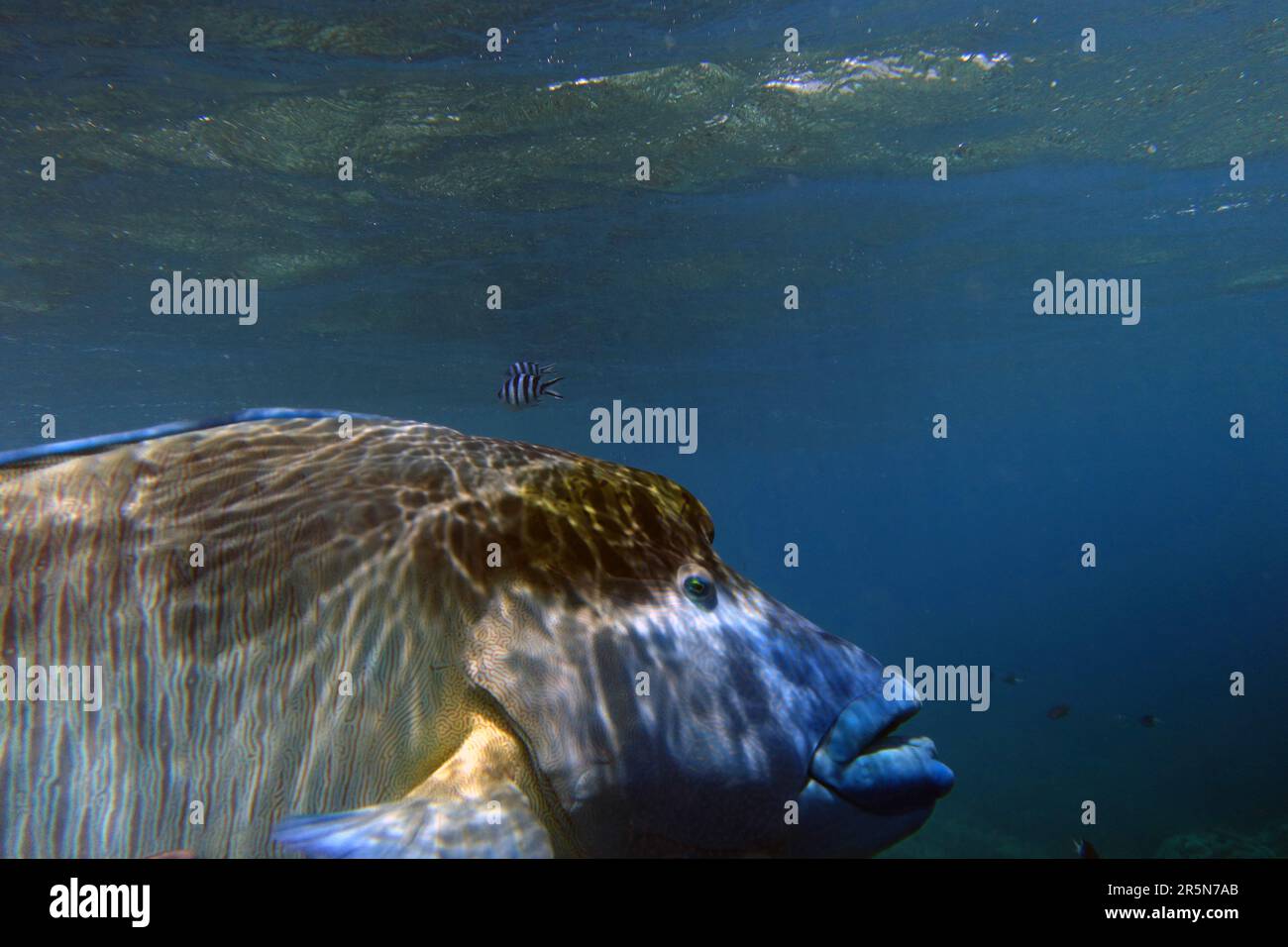 Maori wackelt zu nah an der Kamera, um ins Foto zu passen, Moore Reef, Great Barrier Reef, Queensland, Australien Stockfoto