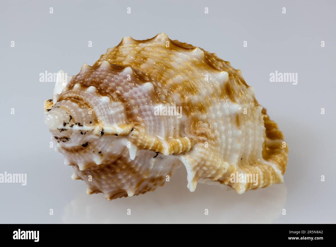 Muschel-Nahaufnahme Stockfoto