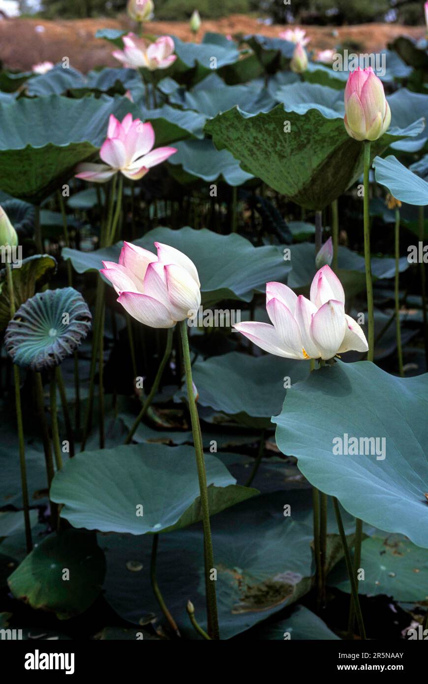 Heiliger Lotus, Laxmi Lotus, indische Lotus (Nelumbo nucifera) Blume Tamil Nadu, Südindien, Indien, Asien Stockfoto