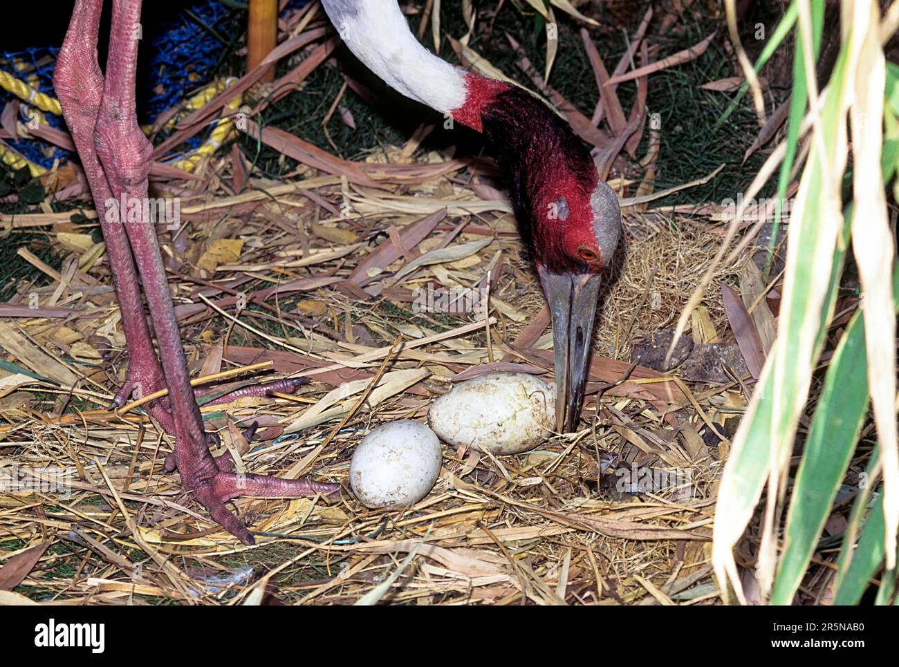 Sarus Crane (Grus antigone) mit Eiern, die in VOC-Park Coimbatore, Tamil Nadu, Südindien, Indien, Asien gefangen sind Stockfoto