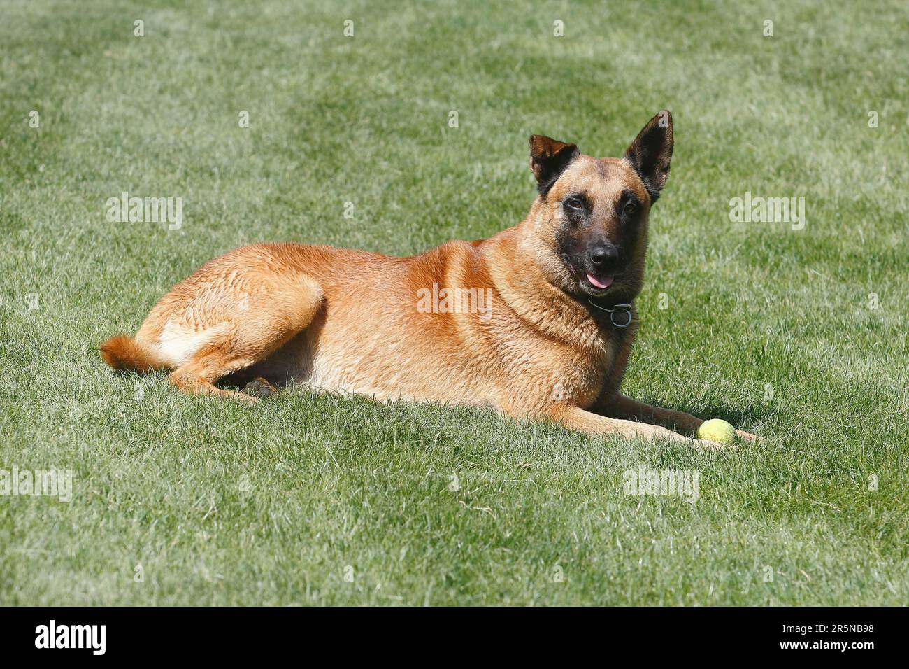 Malinois (Canis lupus familaris), 9 Jahre, auf der Wiese liegend Stockfoto