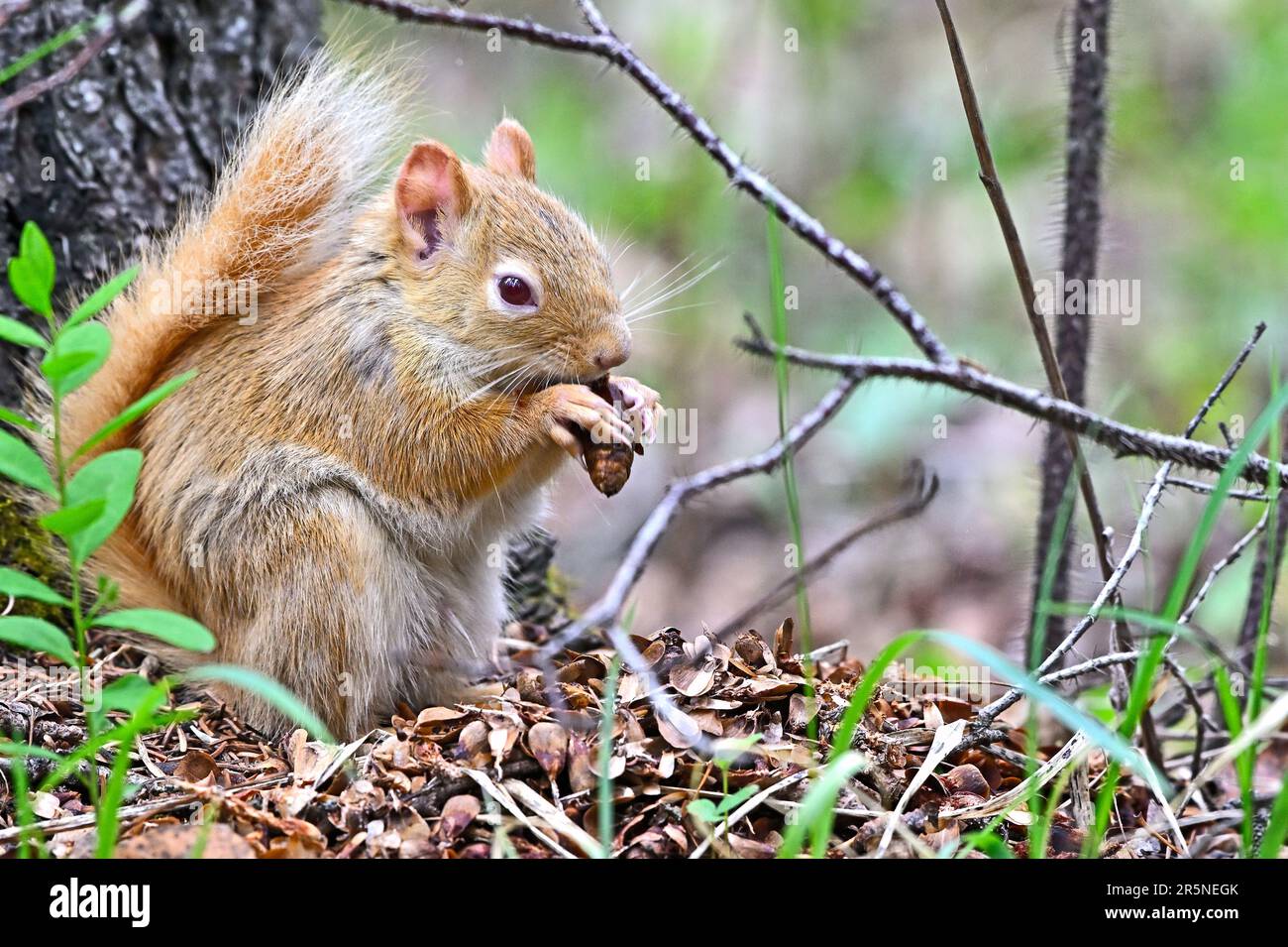 Ein blasses rotes Eichhörnchen (Tamiasciurus hudsonicus), das am Fuß eines Baumes sitzt, der sich von Fichtenzapfen ernährt. Stockfoto