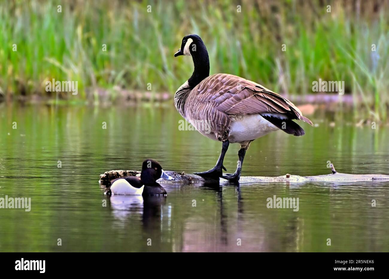 Eine Ente mit Ringhals schwimmt bei einer Kanadischen Gans (Branta canadensis) und steht auf einem Baumstamm in einem Biberteich. Stockfoto