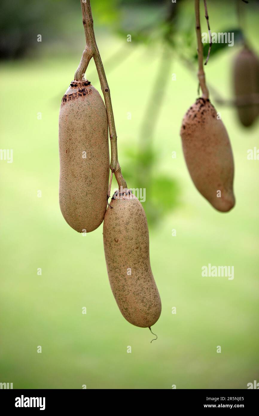 Wurstbaumfrucht, Mkuze-Park, Kristallia (Kigelia africana) Stockfoto