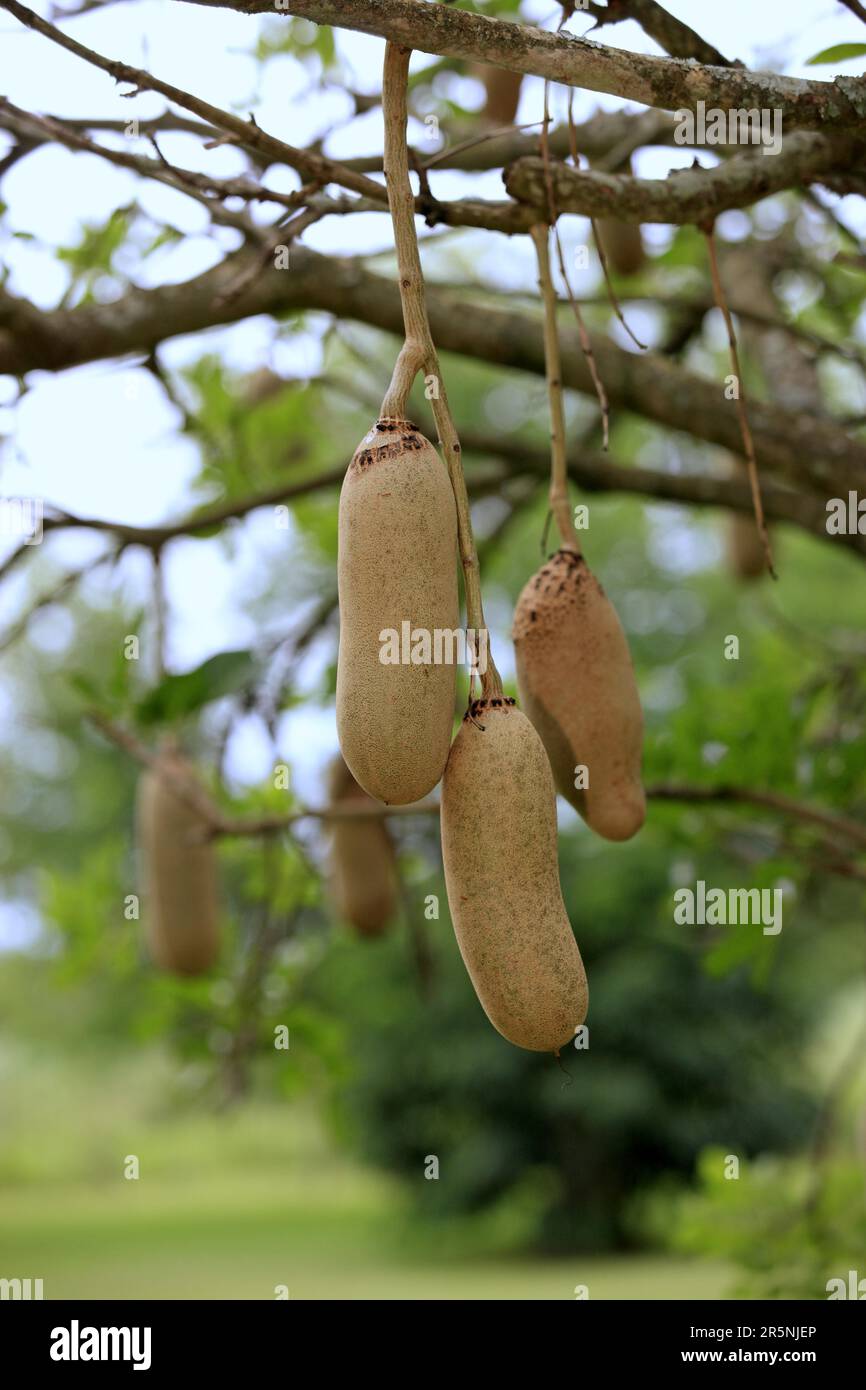 Wurstbaumfrucht, Mkuze-Park, Kristallia (Kigelia africana) Stockfoto