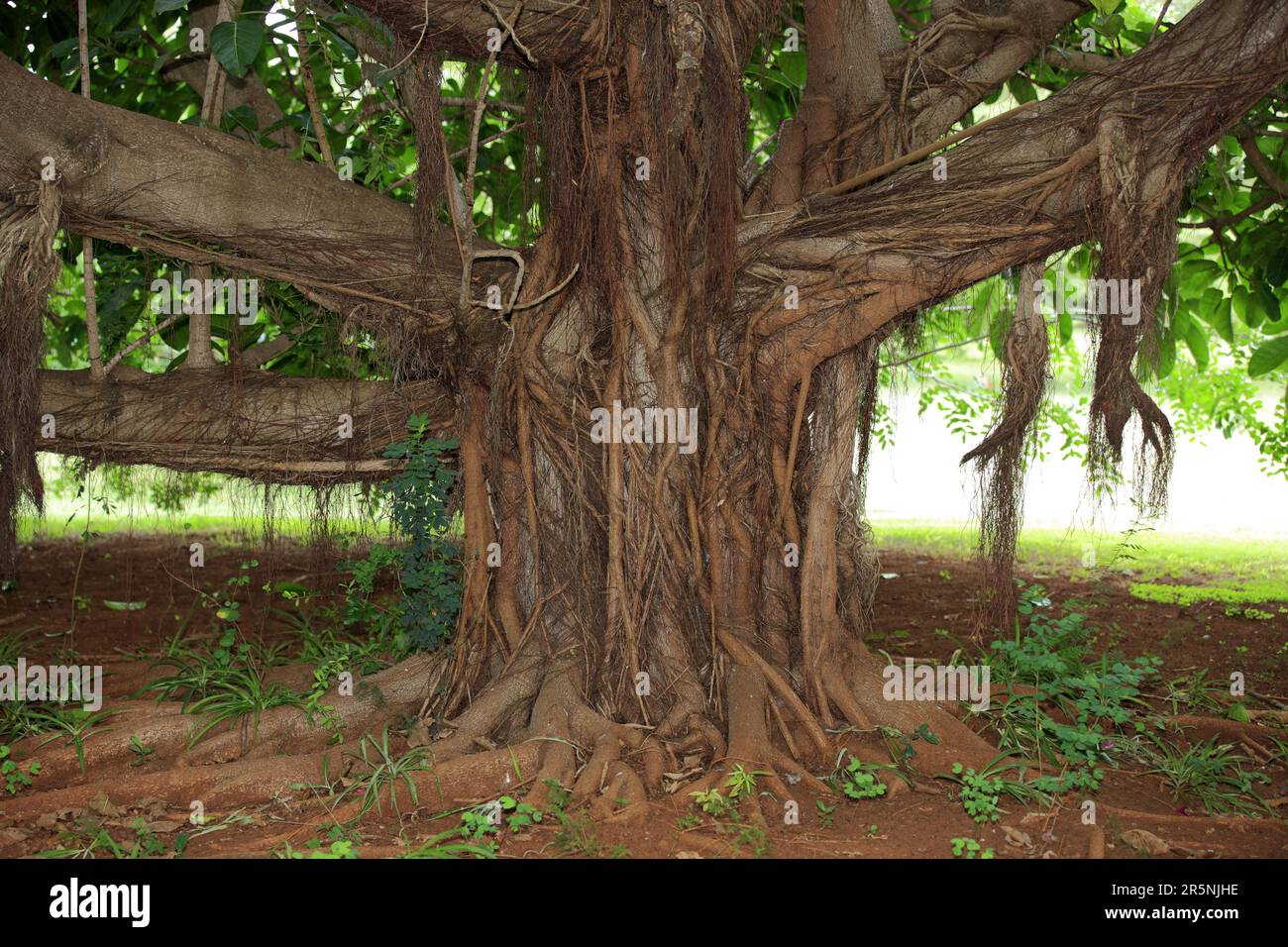 Strangler Fig, Sabi Sabi Game Reserve, Kruger National Park, Südafrika (Ficus watkinsiana), Strangler Fig Stockfoto