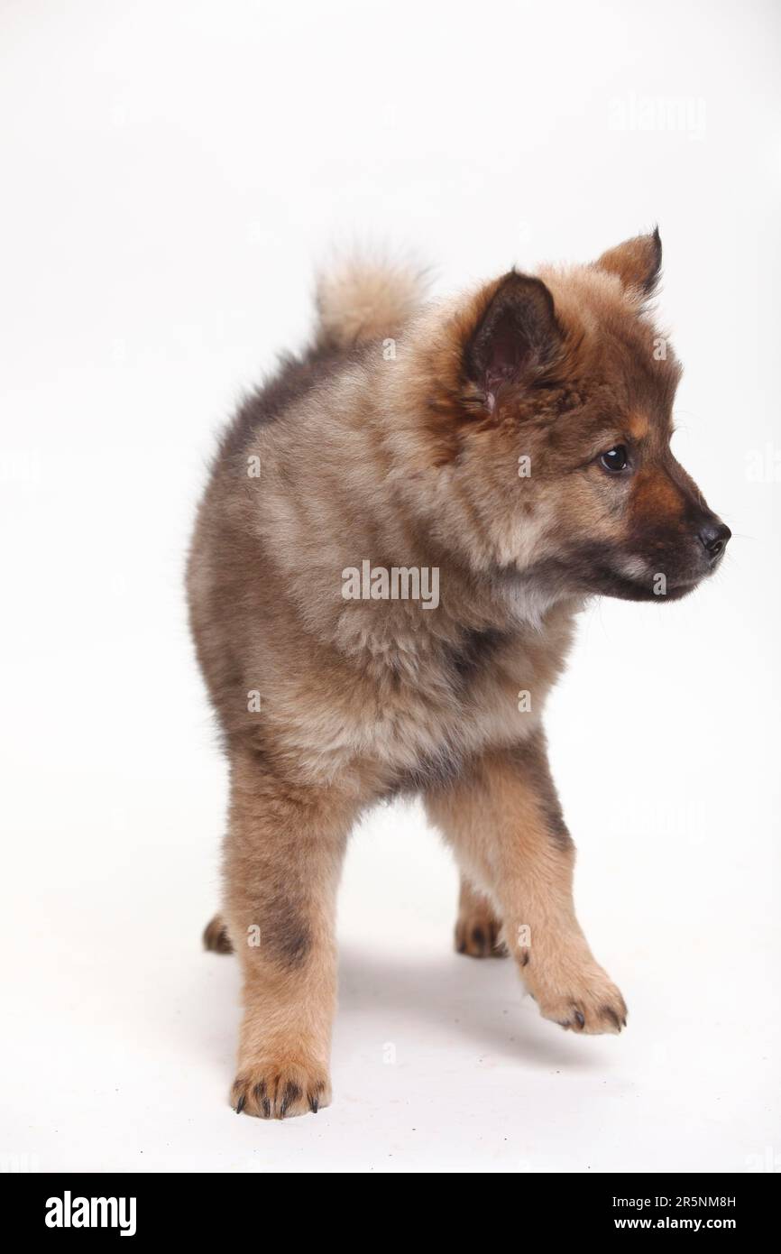 Eurasier, Welpe, 10 Wochen Stockfoto