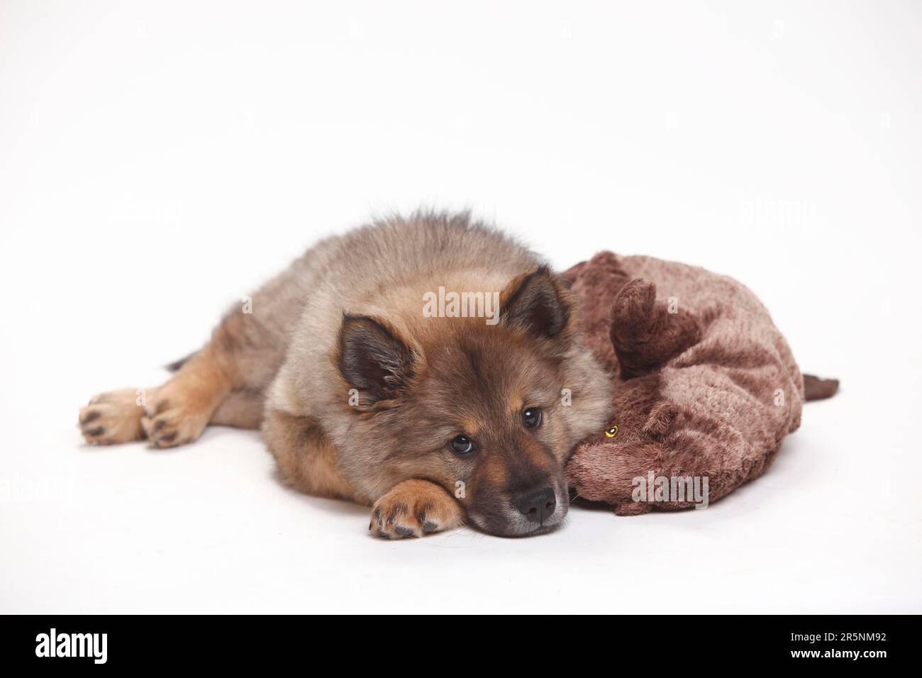 Eurasier, Hündchen, 10 Wochen, Spielzeug, Kuscheltier Stockfoto