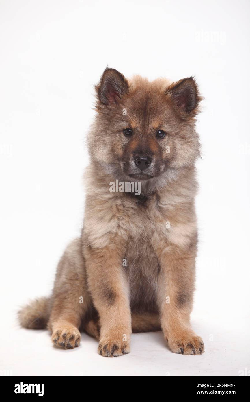 Eurasier, Welpe, 10 Wochen Stockfoto
