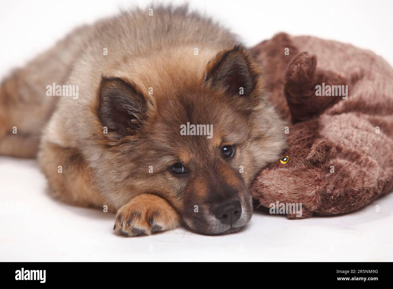 Eurasier, Hündchen, 10 Wochen, Spielzeug, Kuscheltier Stockfoto