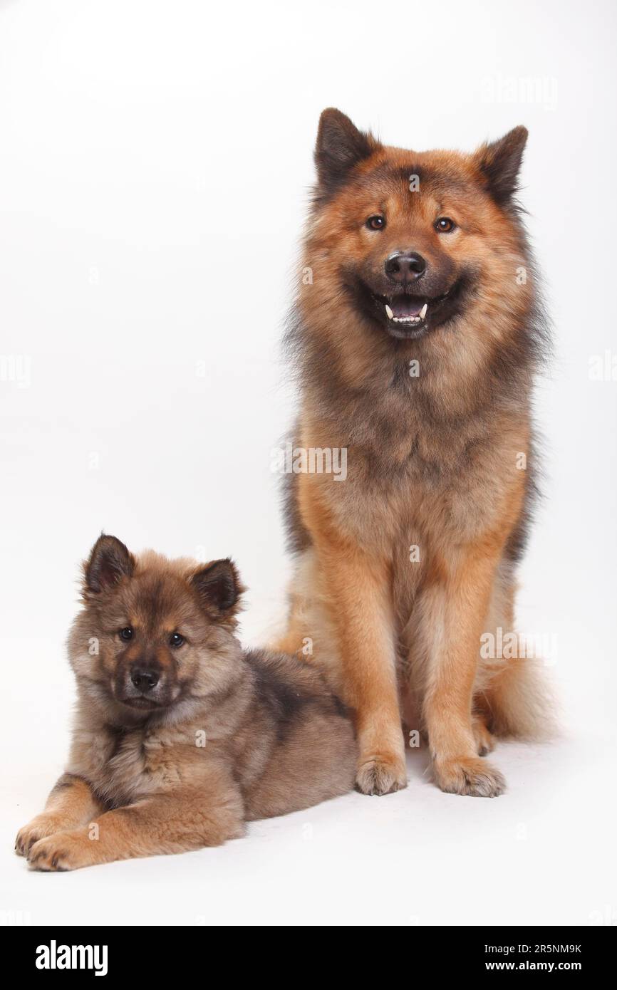 Eurasier mit Welpen, 10 Wochen Stockfoto