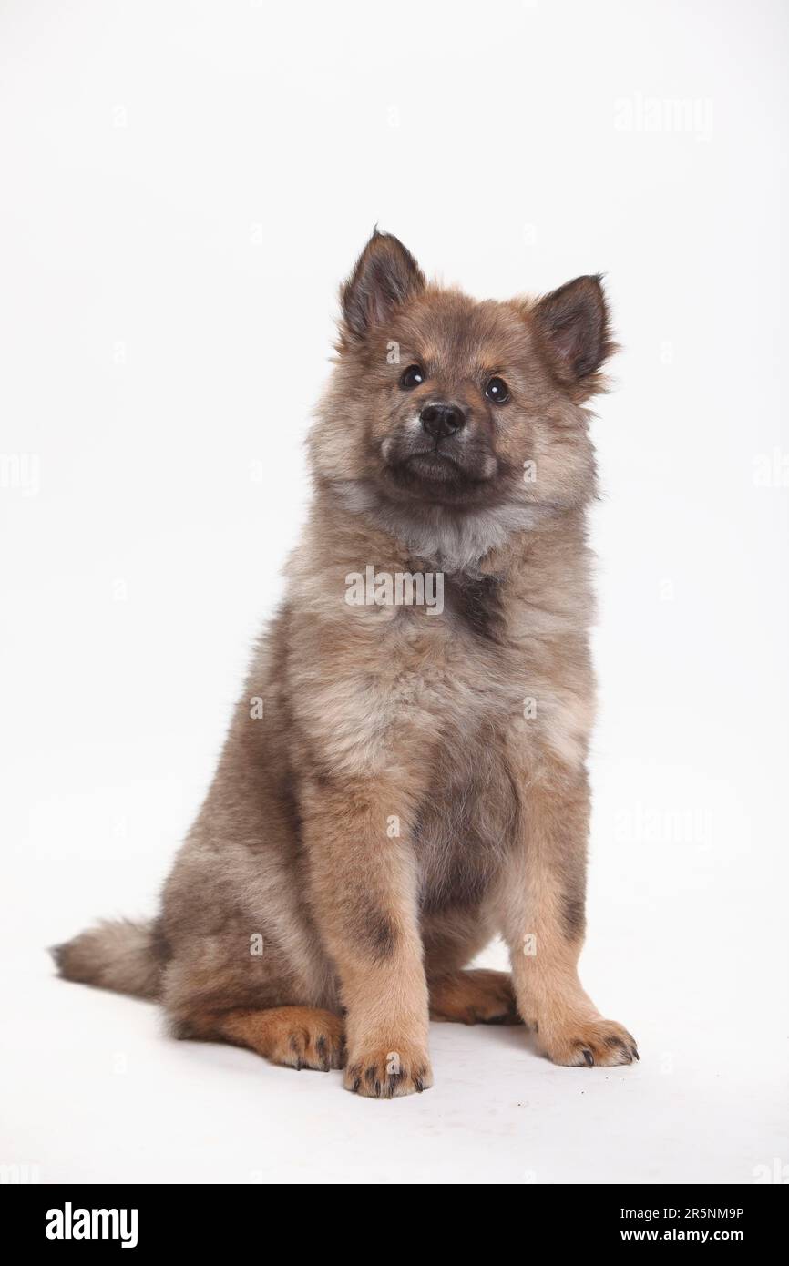 Eurasier, Welpe, 10 Wochen Stockfoto