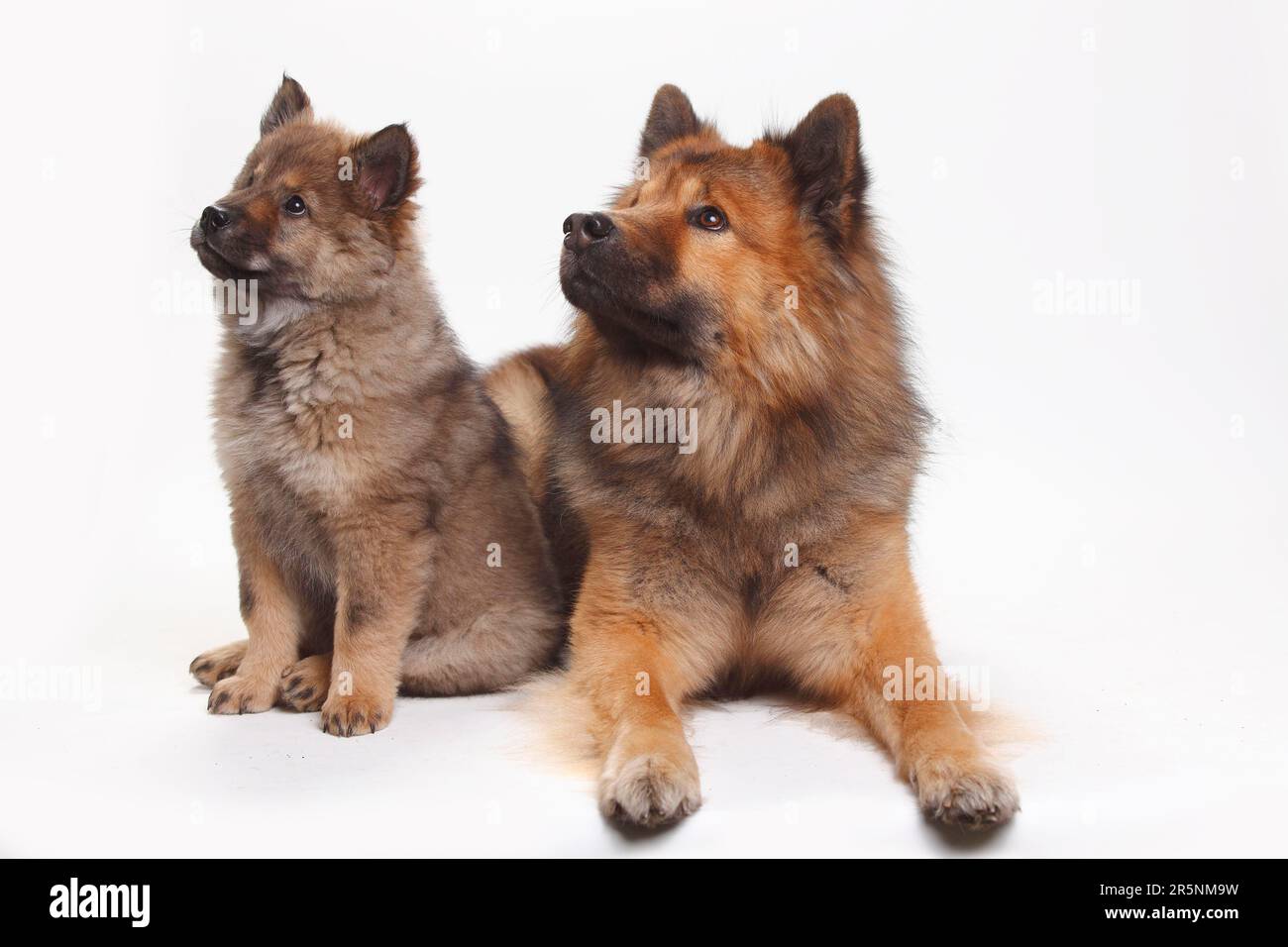 Eurasier mit Welpen, 10 Wochen Stockfoto