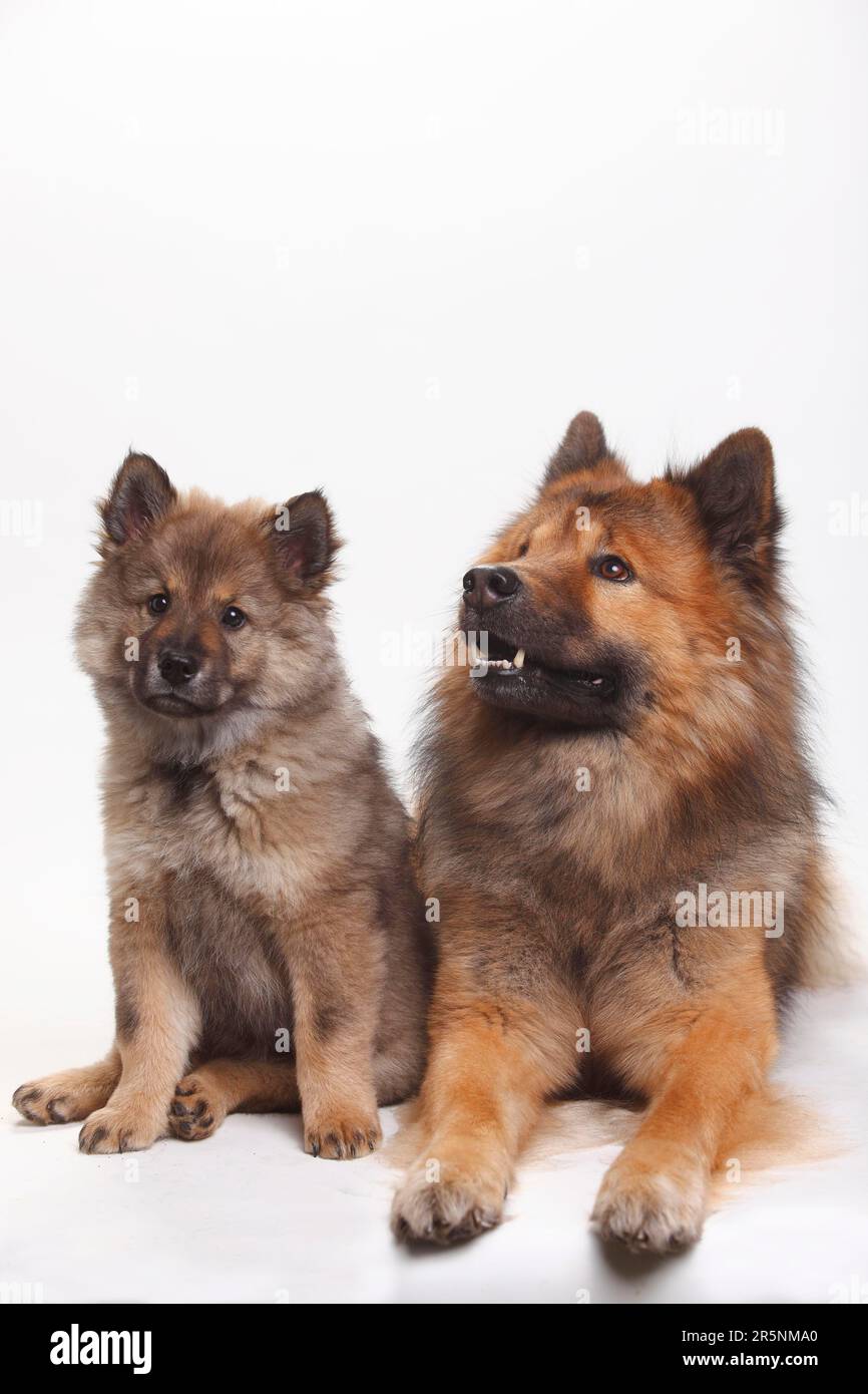 Eurasier mit Welpen, 10 Wochen Stockfoto
