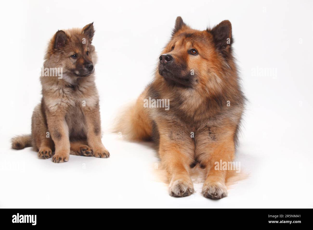 Eurasier mit Welpen, 10 Wochen Stockfoto
