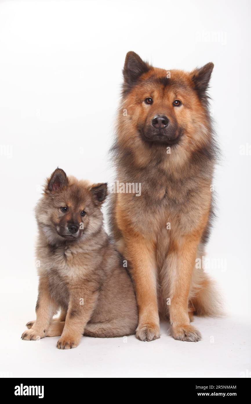 Eurasier mit Welpen, 10 Wochen Stockfoto