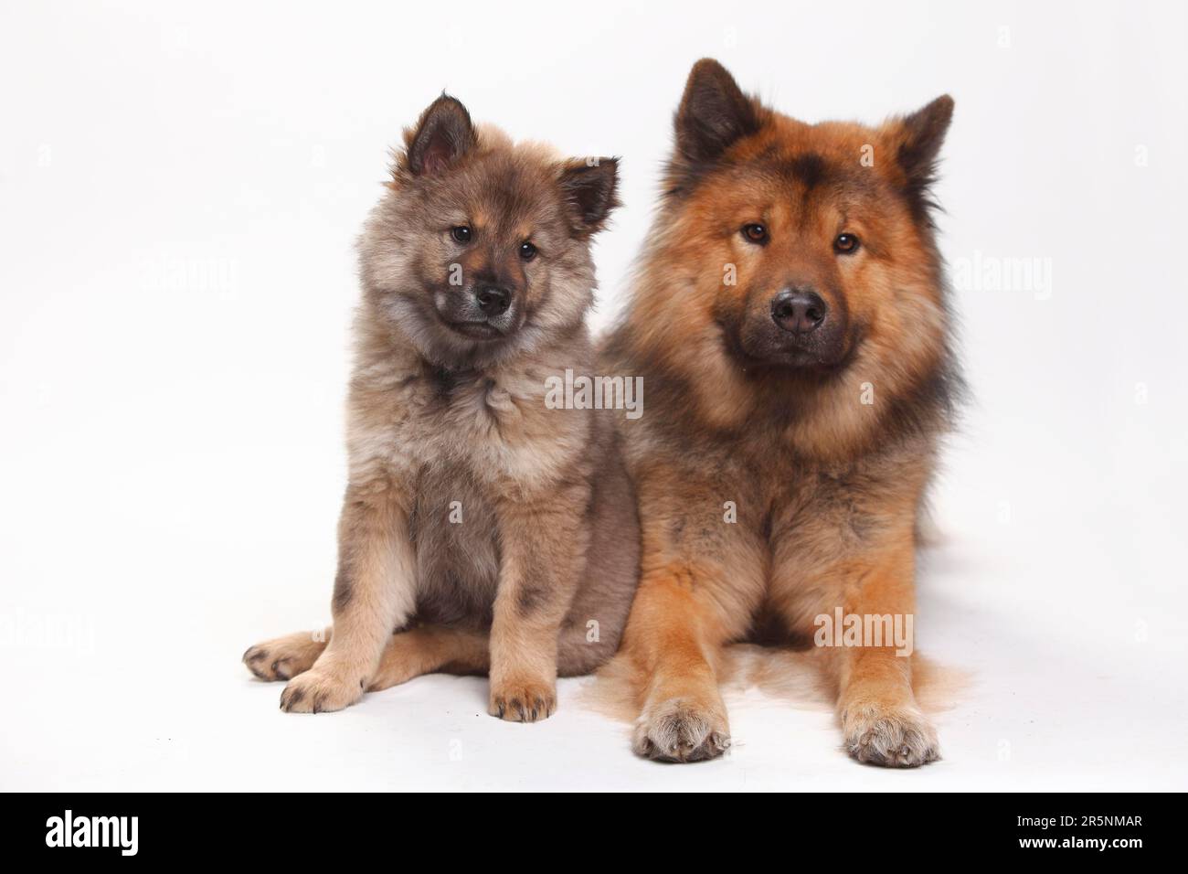 Eurasier mit Welpen, 10 Wochen Stockfoto