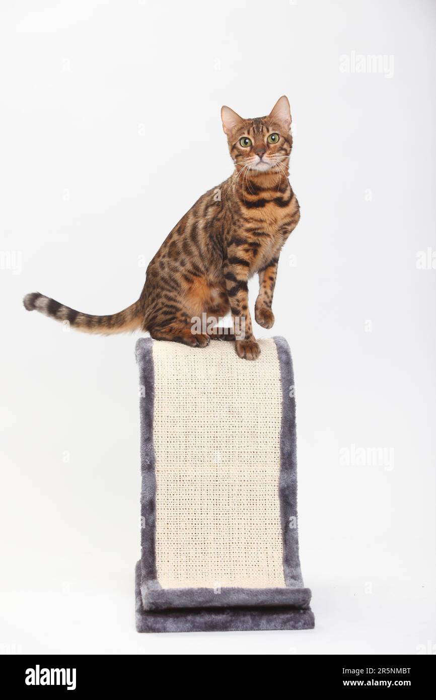 Bengalischer Kater, Kratzer-Pfosten Stockfoto