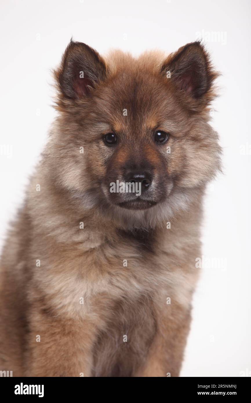 Eurasier, Welpe, 10 Wochen Stockfoto