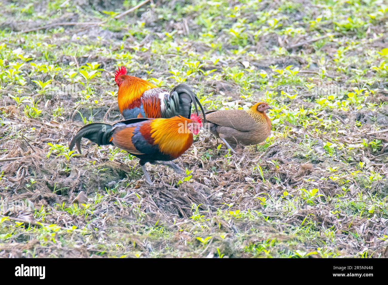 Red Junglefowl Gallus gallus Karizanga National Park, Nagaon County, Assam, Indien 7. Februar 2023 Erwachsene Männer Und Frauen Phasianidae Stockfoto