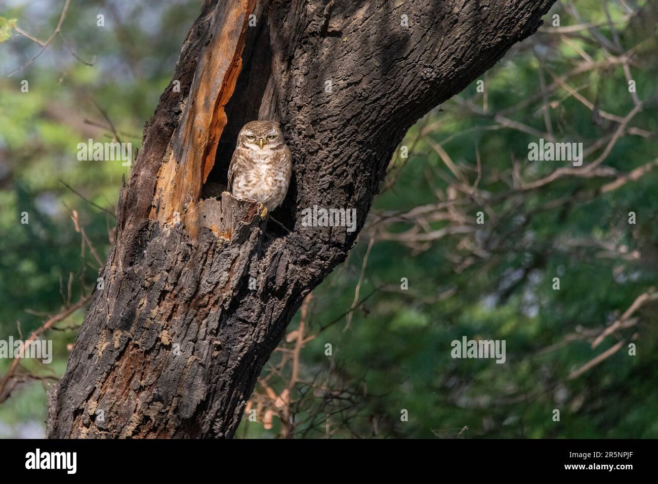 Spoted Owlet Athene brama Keoladeo National Park, Marsh Leopard Trail, Bharatpur, Rajasthan, Indien, 15. Februar 2023 Erwachsener Strigidae Stockfoto