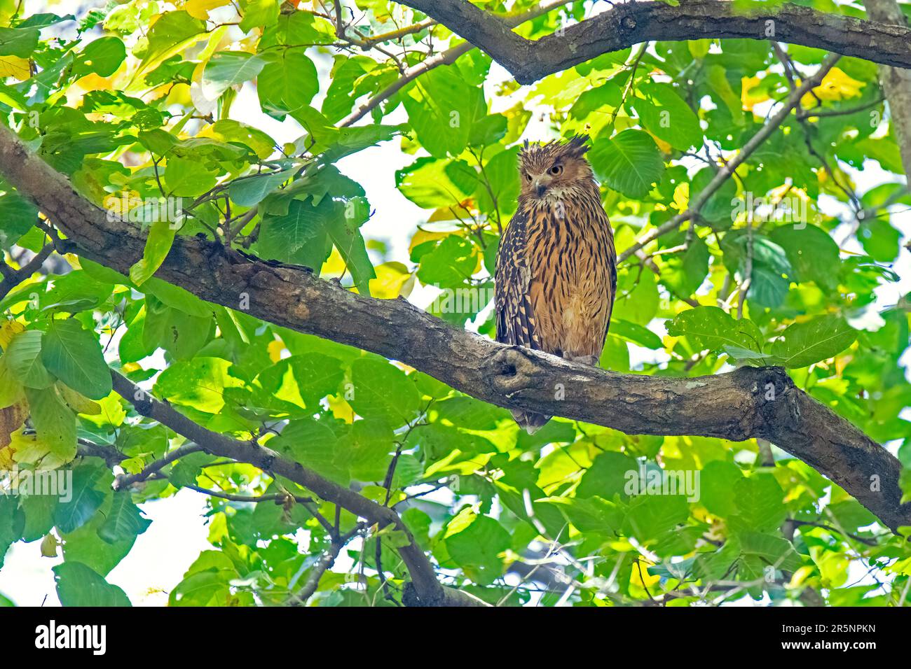 Tawny Fish-Owl Ketupa flavipes Jim Corbett National Park, Pauri Garhwal County, Uttarakhand, Indien 25. Februar 2023 Erwachsener Strigidae Stockfoto