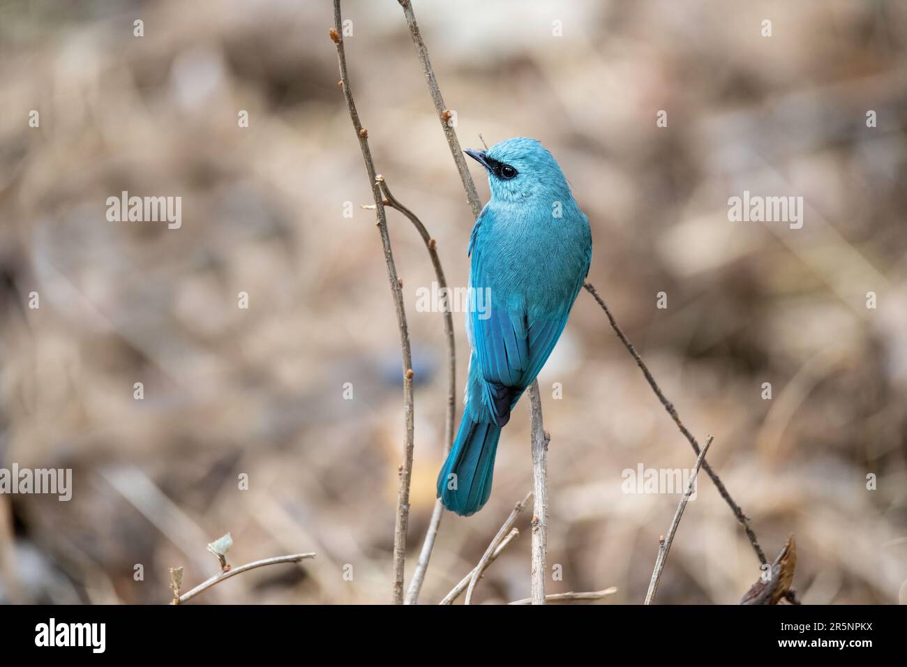 Verditer Flycatcher Eumyias thalassinus Nanital, Indien, 1. März 2023 Erwachsener Muscicapidae Stockfoto