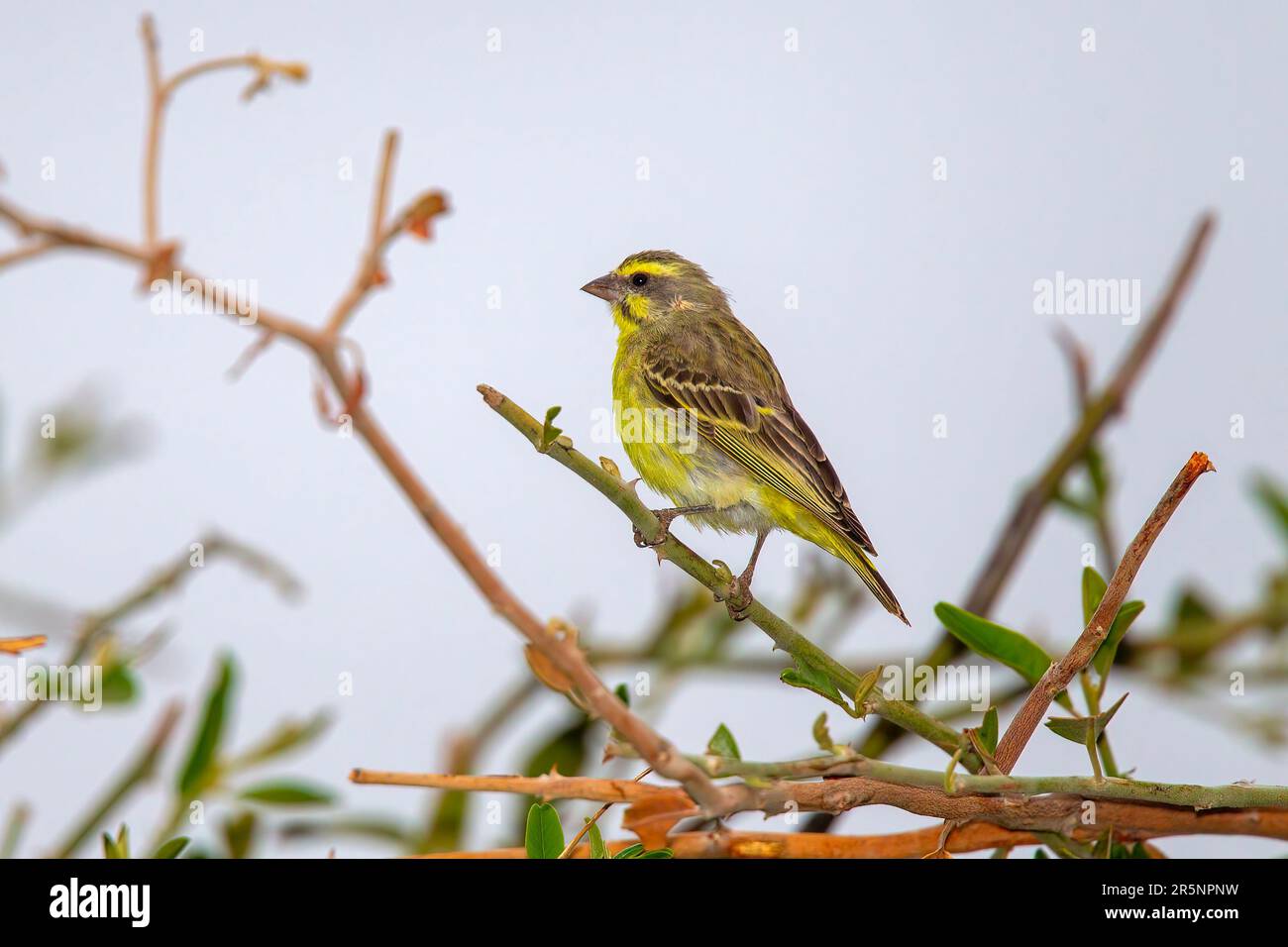 Gelbfrontkanarienvogel Crithagra mozambica Mopane, Kruger-Nationalpark, Südafrika, 18. August 2018 Erwachsener Fringillidae Stockfoto