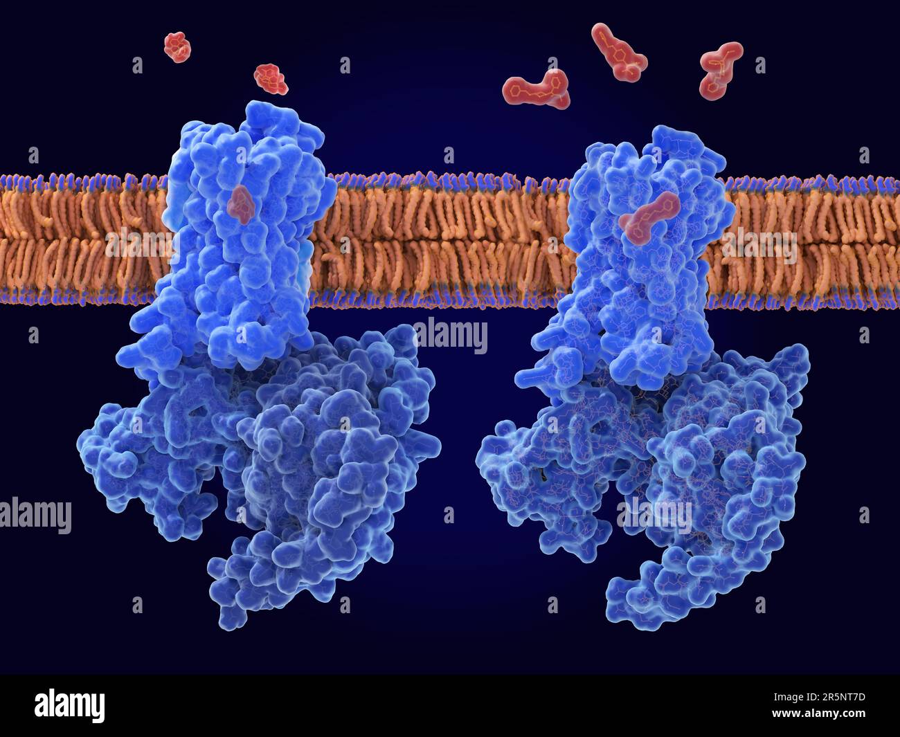 Morphin und Fentanyl gebunden an mu-Opioid-Rezeptoren Stockfoto