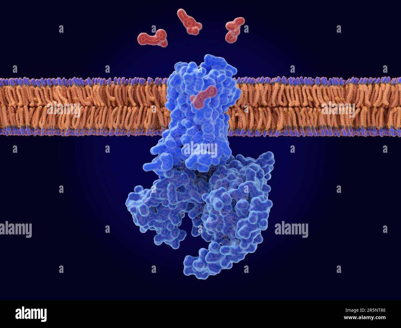 Fentanyl-Bindung an mu-Opioid-Rezeptor, Illustration Stockfoto
