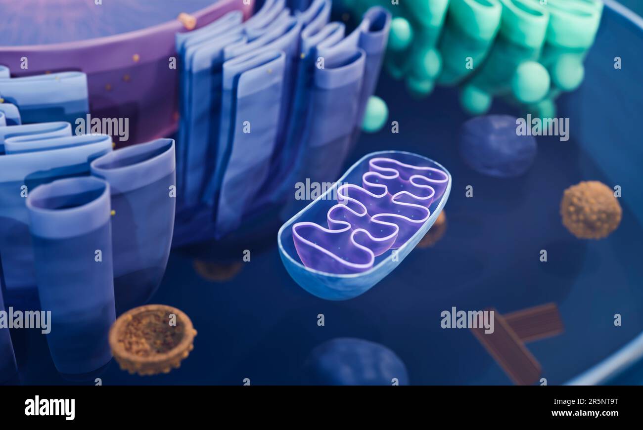 Mitochondrien, Illustration Stockfoto