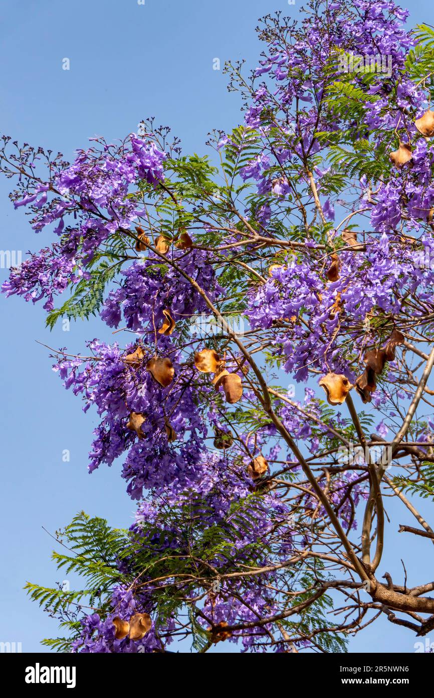 Fliederblumen des Jacaranda-Baumes nahe am Himmel. Selektiver Fokus Stockfoto