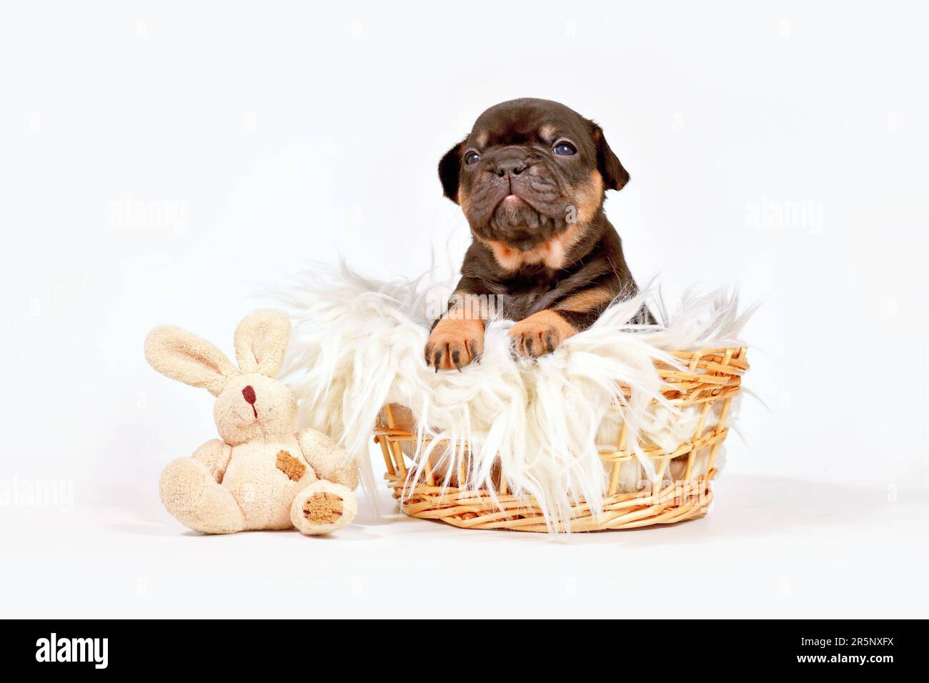 Brauner französischer Bulldog Hündchen mit Spielzeug Plüschhäschen im Korb Stockfoto