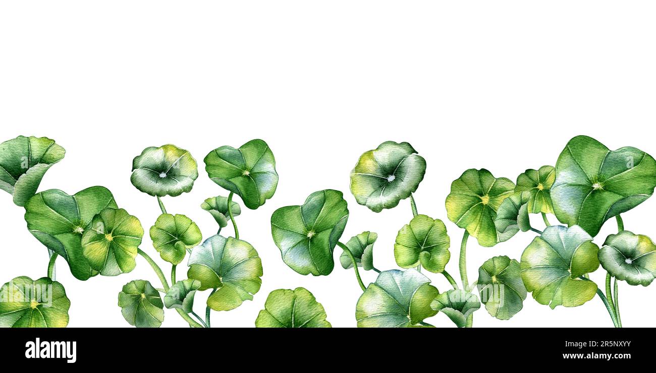 Board of centella asiatica, Kräuterpflanzen Aquarell Illustration isoliert auf Weiß. Pennywort, gotu-Cola, abgerundete Blätter, handgezeichnet. Design für Stockfoto