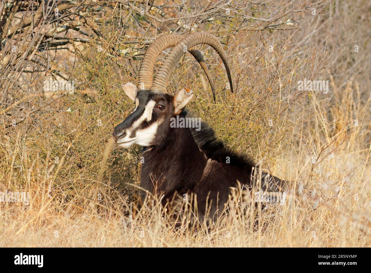 Eine männliche Zobelantilope (Hippotragus niger), die in der natürlichen Umgebung Südafrikas ruht Stockfoto