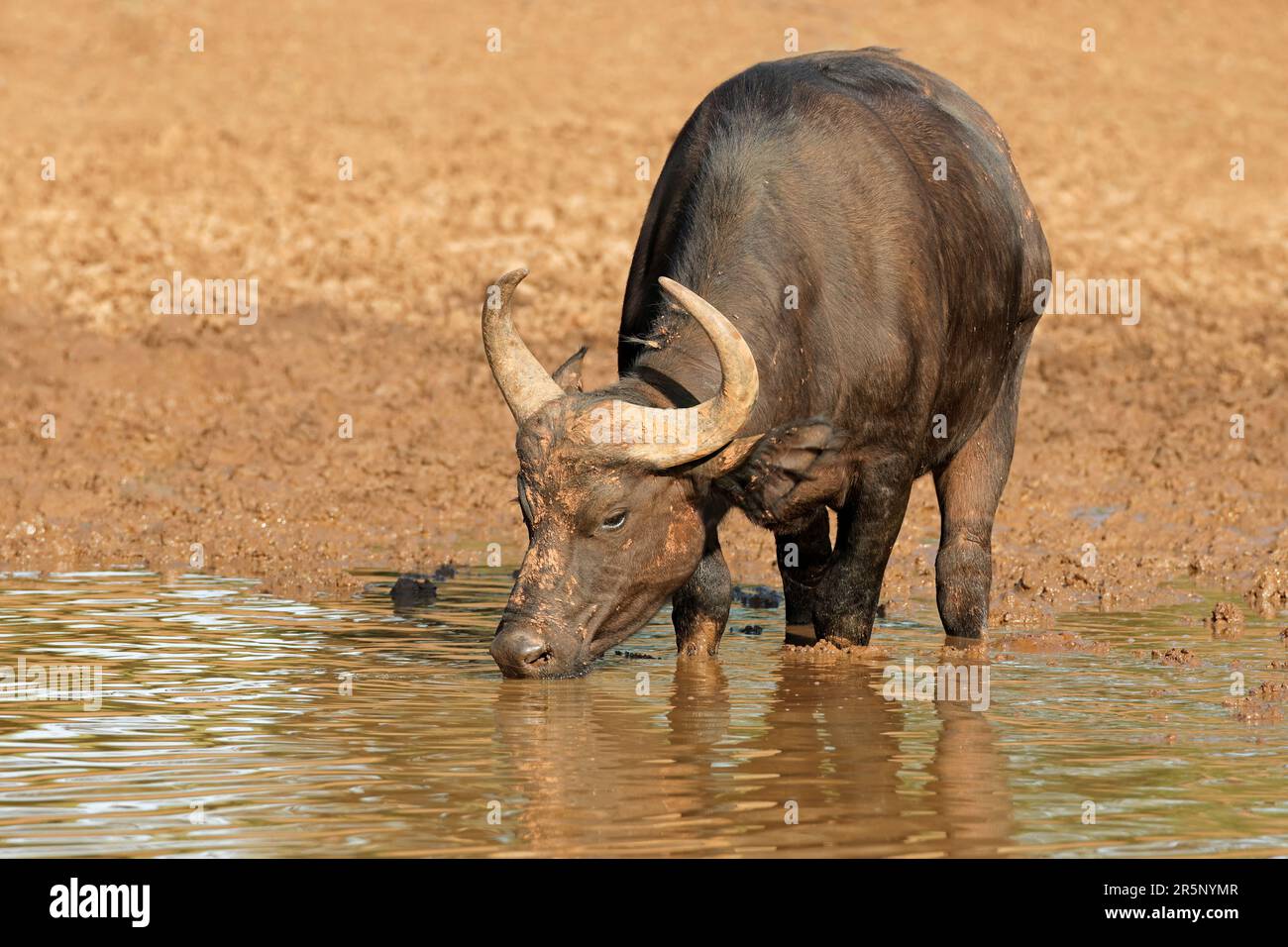 Ein afrikanischer Büffel (Syncerus Caffer) Trinkwasser, Mokala Nationalpark, Südafrika Stockfoto