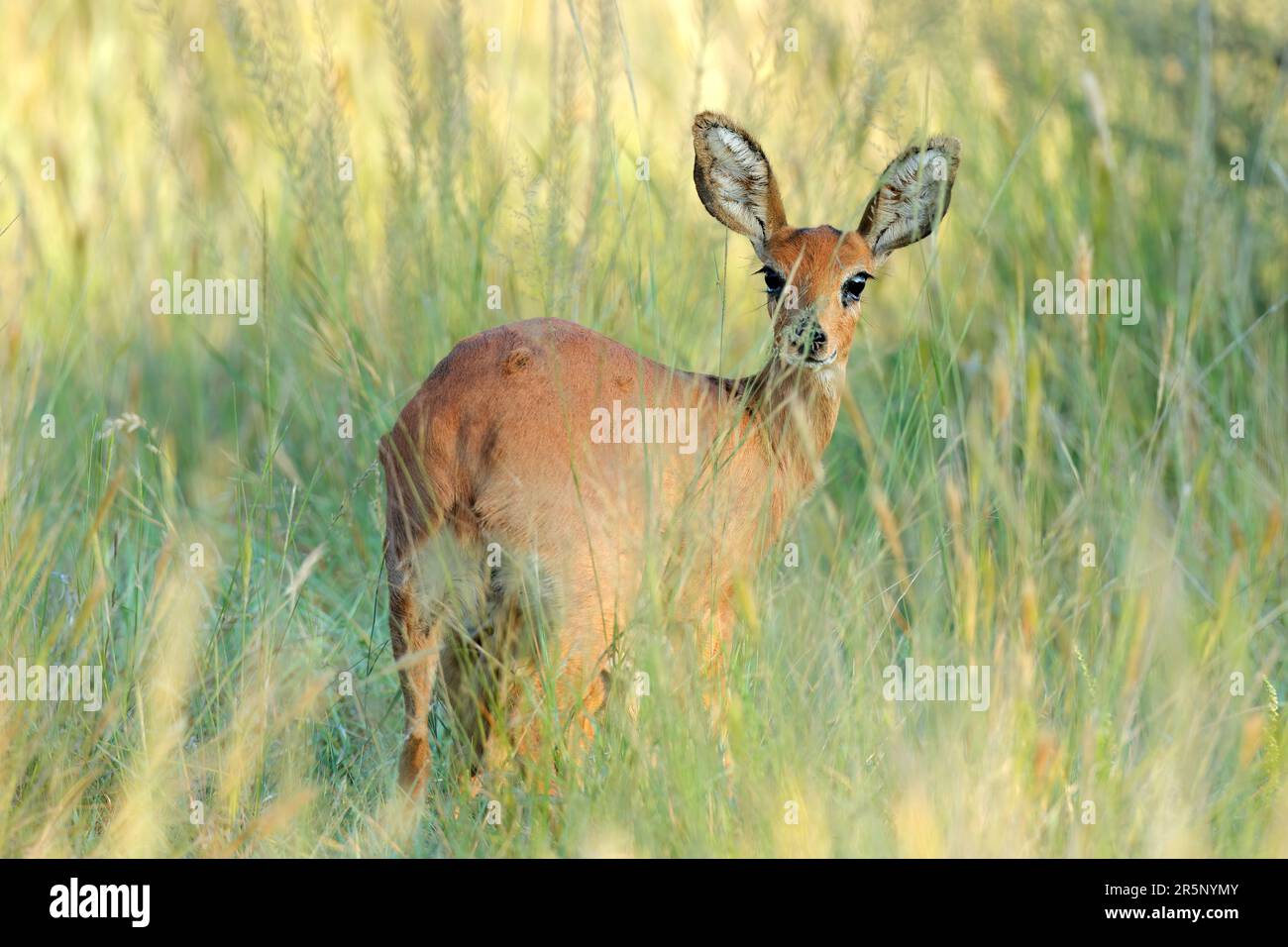 Weibliche Steenbok-Antilope (Raphicerus campestris) im natürlichen Lebensraum, Mokala-Nationalpark, Südafrika Stockfoto