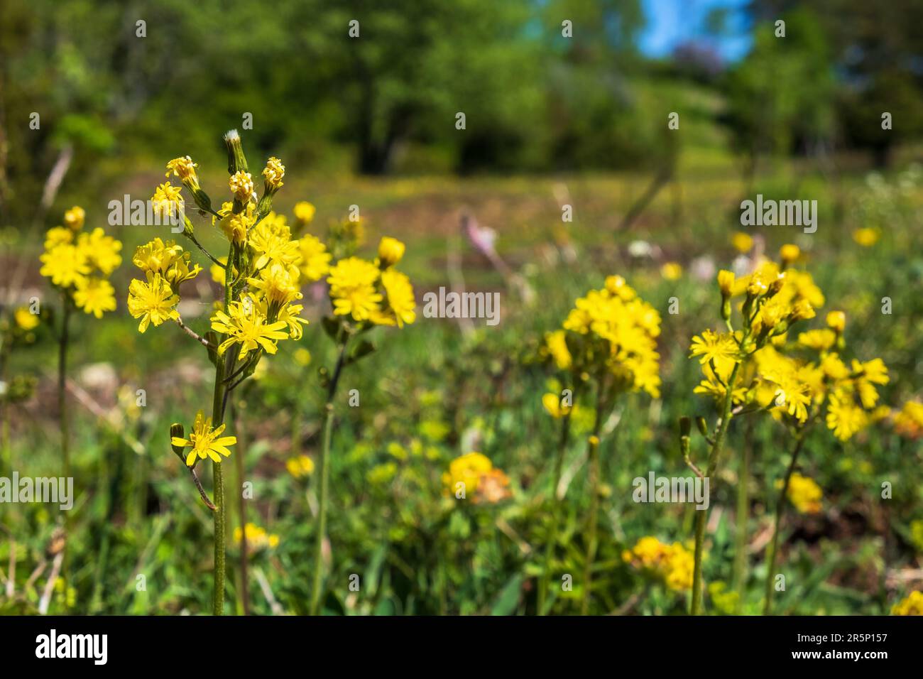 Wunderschöne blumige, blattlose Falken-Bart-Blumen Stockfoto