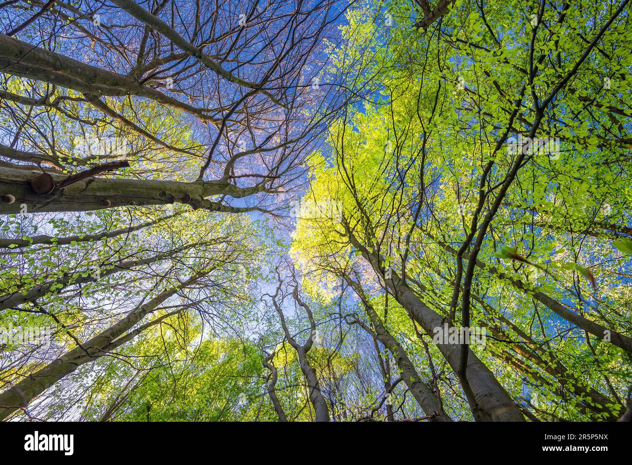 Die Bäume hochschauen. Grüne Laubbäume im Frühlingswald mit blauem Himmel, Ungarn Stockfoto