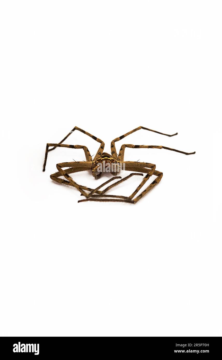 Starb Heteropoda venatoria Jäger Riesenkrabbenspinne auf Weiß. Stockfoto