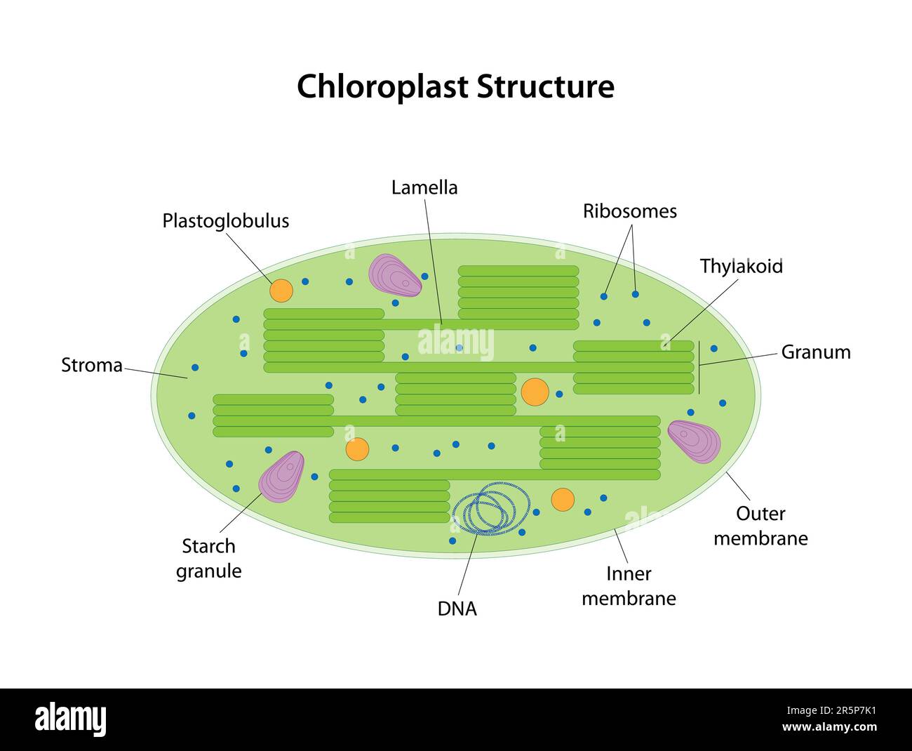 Funktion Der Chloroplasten Einer Pflanzenzelle Chromoplast In Pflanzenzelle