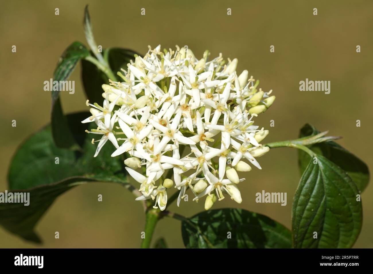 Nahaufnahme weißer Blumen aus gemütlichem Hundsholz, blutiger Hundsholz (Cornus sanguinea) Familie Cornaceae. Holländischer Garten, Juni Stockfoto